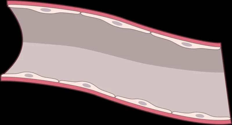 The Molecule Behind the Mechanism: How Nitric Oxide Drives Erectile Function and What You Can Do to Boost It